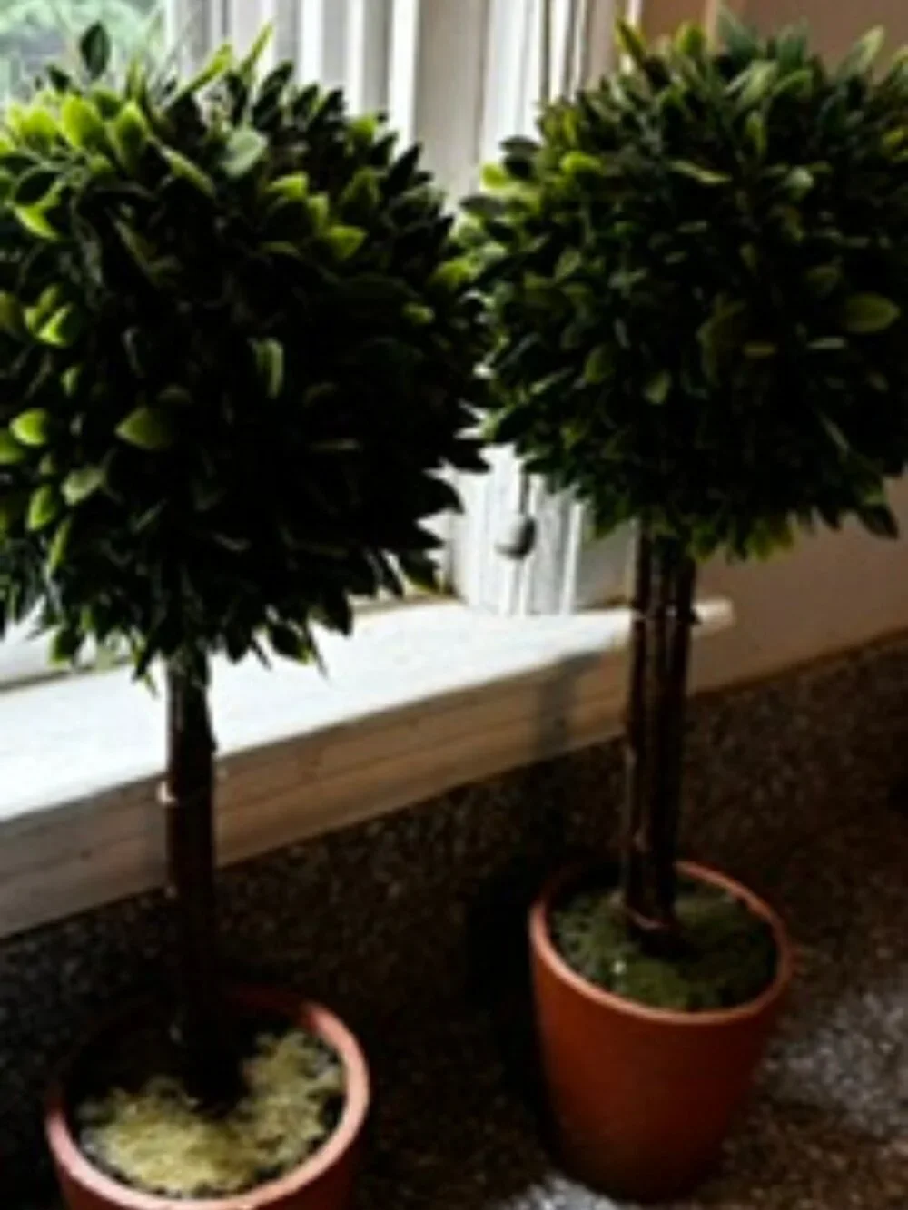 Twin Faux Boxwoods, 14